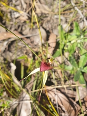 Caladenia australis
