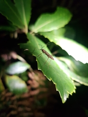 Amphineurus insulsus