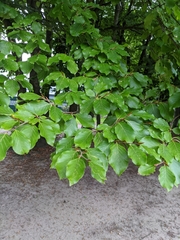 Fagus sylvatica