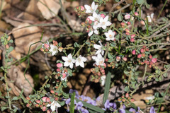 Philotheca verrucosa