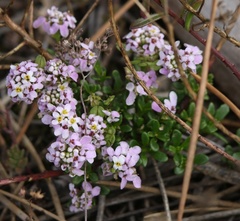 Iberis procumbens