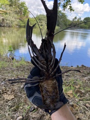 Cherax quadricarinatus