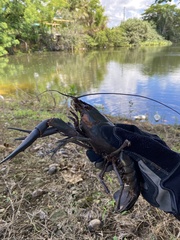 Cherax quadricarinatus