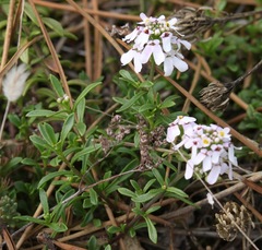Iberis procumbens