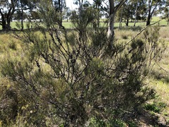 Allocasuarina mackliniana