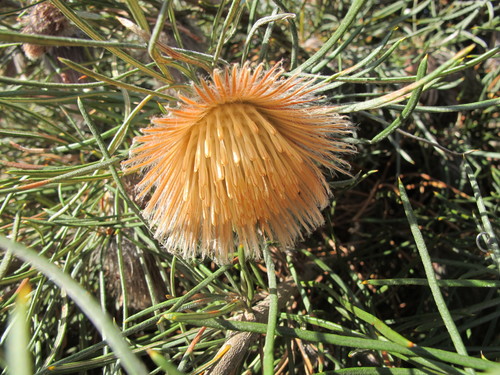 Banksia splendida