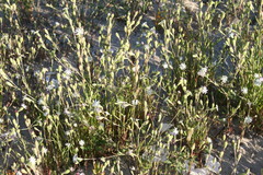 Silene burchellii