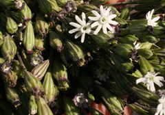 Silene burchellii