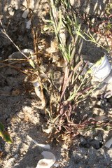 Silene burchellii