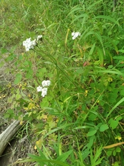 Achillea alpina camtschatica