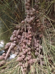 Casuarina cunninghamiana