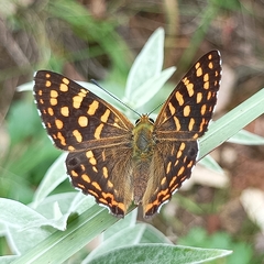 Dodona durga