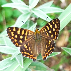 Dodona durga