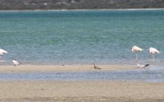 Numenius phaeopus phaeopus