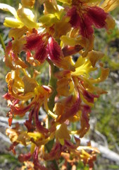 Tritoniopsis bicolor