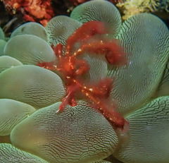 Achaeus japonicus