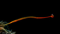 Dunckerocampus pessuliferus