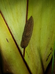 Pseudaneitea