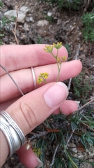 Bupleurum fruticescens
