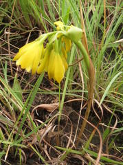 Eulophia leontoglossa