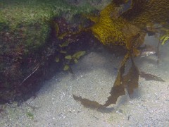 Eupetrichthys angustipes