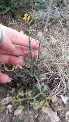 Bupleurum fruticescens