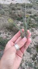 Bupleurum fruticescens