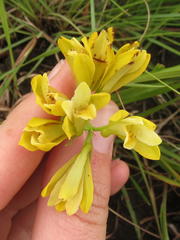 Eulophia leontoglossa