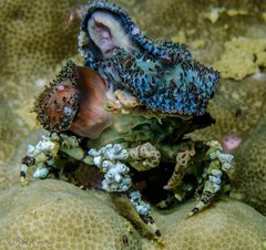 Cyclocoeloma tuberculatum