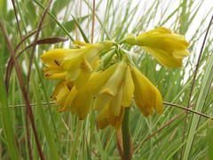 Eulophia leontoglossa