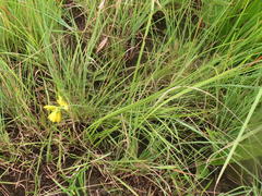Eulophia leontoglossa