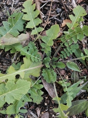 Sisymbrium loeselii
