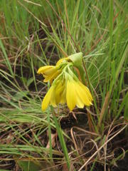 Eulophia leontoglossa