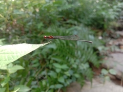 Prodasineura verticalis