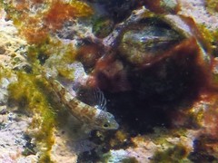 Lepidoblennius haplodactylus