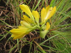 Eulophia leontoglossa