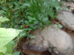 Prodasineura verticalis