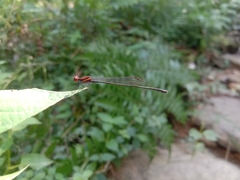 Prodasineura verticalis