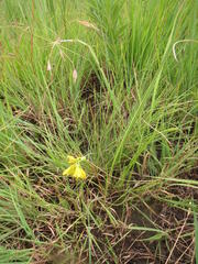 Eulophia leontoglossa