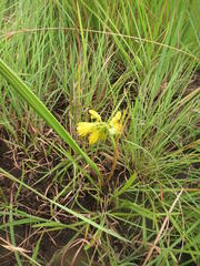 Eulophia leontoglossa
