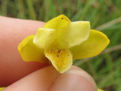 Eulophia leontoglossa