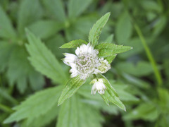 Astrantia major carinthiaca