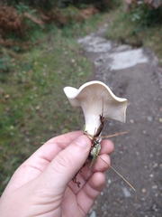 Clitocybe dealbata