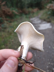 Clitocybe dealbata