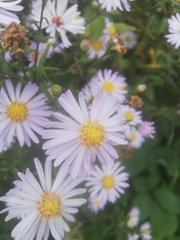 Symphyotrichum novi-belgii