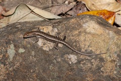 Lampropholis mirabilis