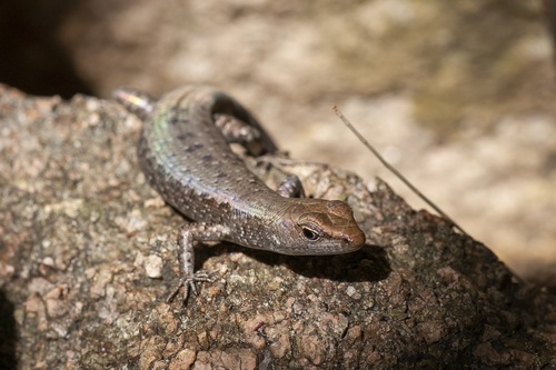 Saxicoline Sunskink, Lampropholis mirabilis