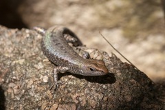 Lampropholis mirabilis