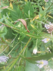 Symphyotrichum novi-belgii