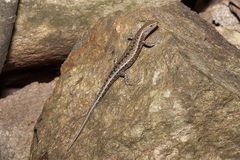 Lampropholis mirabilis